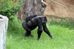 Prag Zoo (Pražská Zoo)